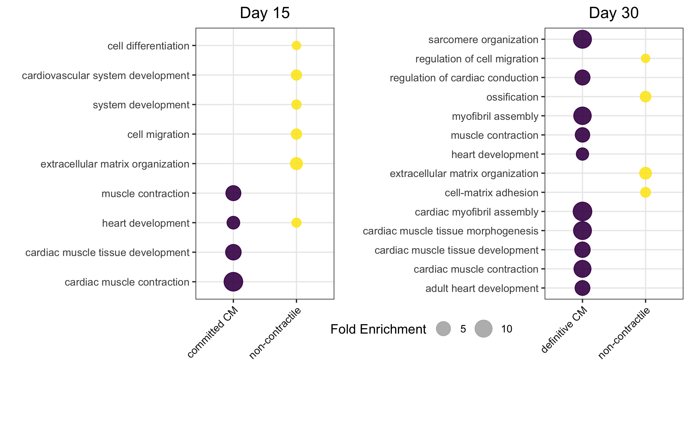 scRNA-Seq Reference Dataset. Post-processing and before feeding it into CIBERSORTx, the reference data set was analyzed to ensure its reliable reproduction of the sub-groups as defined by the paper. Here, at both time points there is a sub-group which is enriched for non-contractile features and another for cardiomyocyte features. The size of the circle corresponds to the fold enrichment observed.  Reproduction of Figure 2 (J and M) from Friedman 2018.