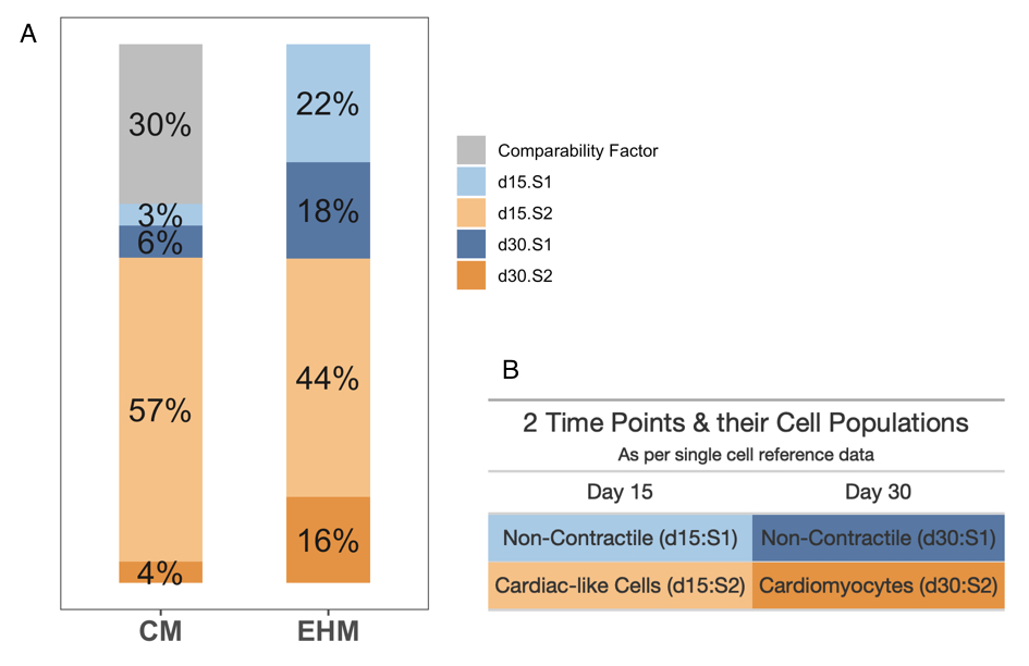EHMs have a higher proportion of mature cardiomyocytes in comparison to CMs. A shows percentages of the various groups as per deconvolution, that are explained in B, along with a comparability factor added to the CM samples to allow for direct comparison of both CMs and EHMs.