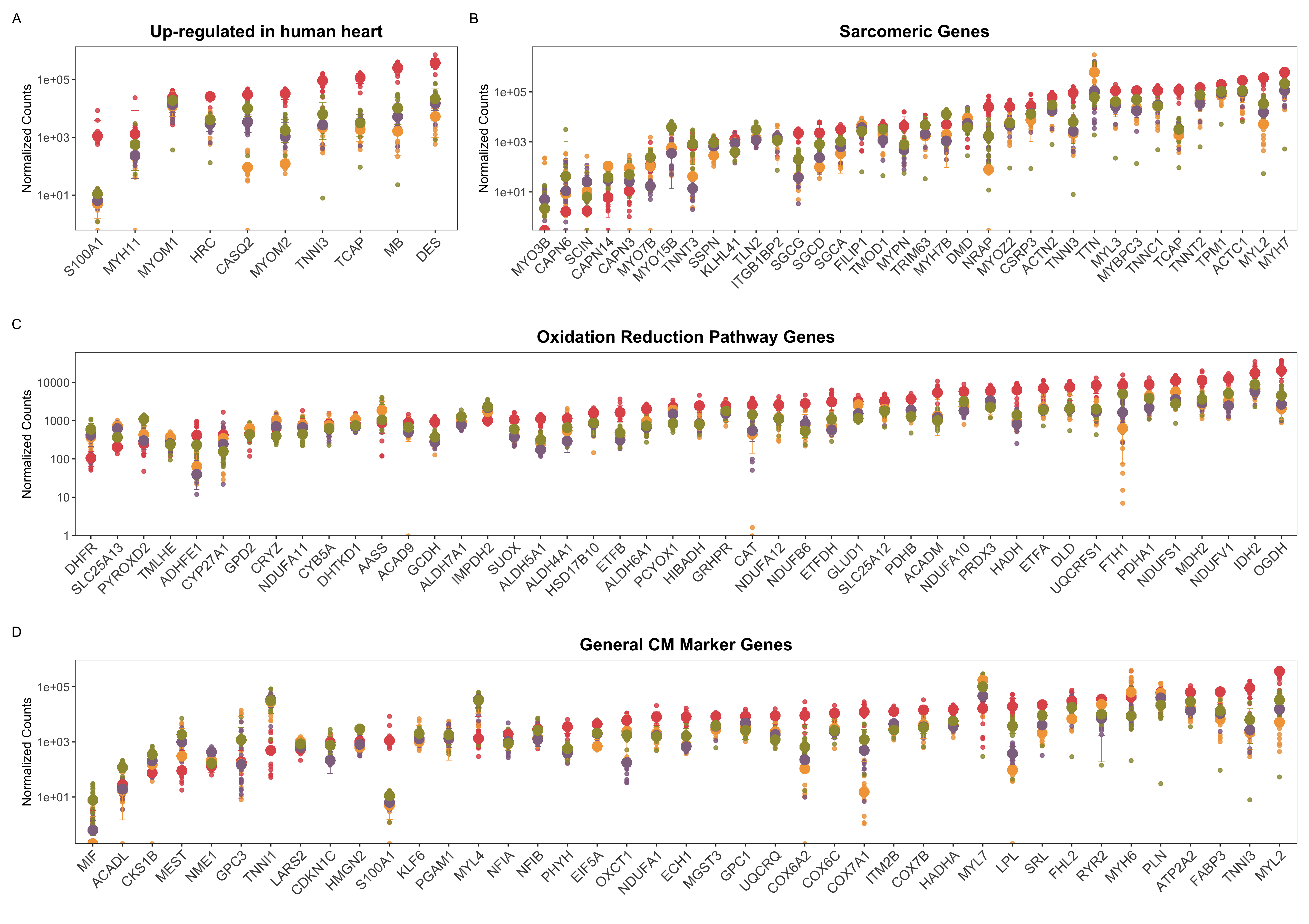 At individual gene level, the EHMs resemble the fetal heart expression levels. The graph shows normalized counts of different panels of gene sets. The bigger circles show the median of each group while the slightly transparent and smaller circles represent each sample for every gene. A shows the 10 highest and most specifically expressed genes as per human protein atlas. B contains 22 genes belonging to the sarcomere gene ontology term. C is representative of the genes belonging to the oxidation-reduction pathway and D is a gene list derived from the group's prior publication which deduced that these 50 genes are differentially expressed and considered to be markers for cardiomyocytes