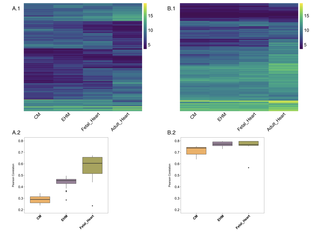Correlation of samples. Heatmaps show VST normalized and group-wise clubbed data. A.1 shows the top 2000 genes with highest loading in PC1 and PC2. B.1 shows a heatmap drawn from a selection of ~380 genes based on Human Protein Atlas. In both the heatmaps each row represents a gene and each column represents the average of the sample group. A.2 and B.2 show the pearson correlation of the different groups to the adult heart samples based on either the top 2000 genes or the curated 380 genes.
